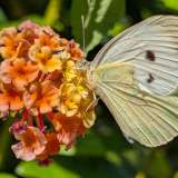 Il luogo si chiama cos� perch� qui sono presenti piante e fiori che attirano tante colorate farfalle, come ad esempio la cavolaia maggiore che fotografiamo mentre si nutre su un fiore di lantana